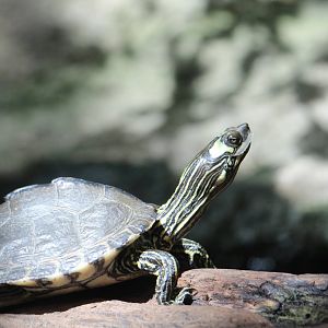 Pascagoula Map Turtle