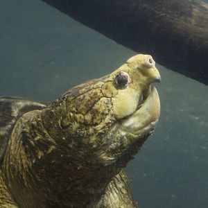 Alligator Snapping Turtle