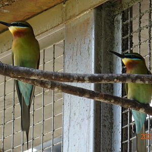Blue-tailed Bee-eater (Merops philippinus)