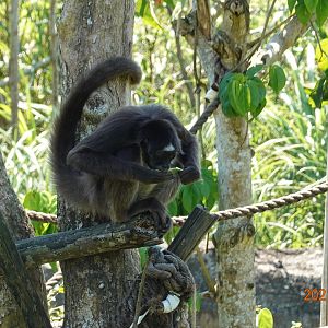 Brown Spider Monkey (Ateles hybridus)