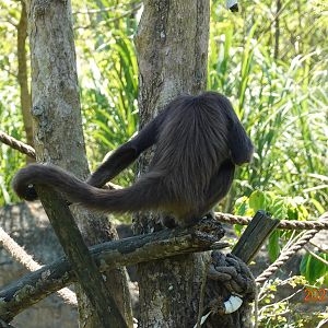 Brown Spider Monkey (Ateles hybridus)