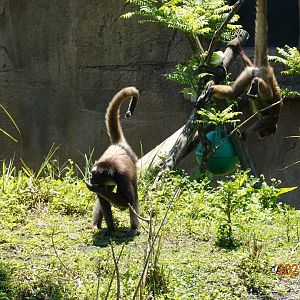 Brown Spider Monkey (Ateles hybridus)