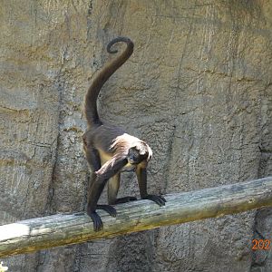 Geoffroy's Spider Monkey (Ateles geoffroyi)