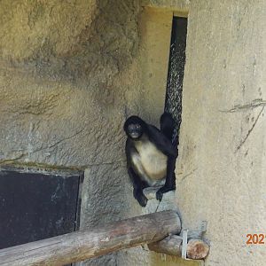 Geoffroy's Spider Monkey (Ateles geoffroyi)
