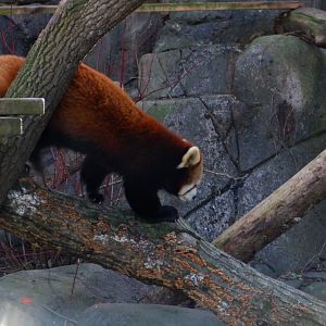Red Panda at the Greensboro Science Center