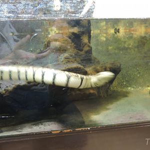 Terrible picture of a Bocourt's water snake [2015]