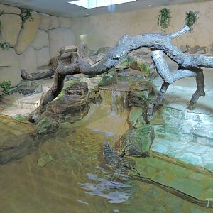 Asian water monitor exhibit [2015]