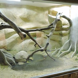 Caiman lizard and basilisk exhibit [2015]