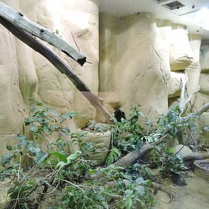 Caiman lizard and basilisk exhibit [2015]