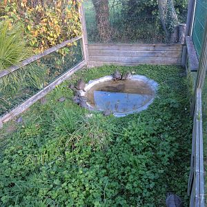 False map turtle outdoor exhibit [2015]