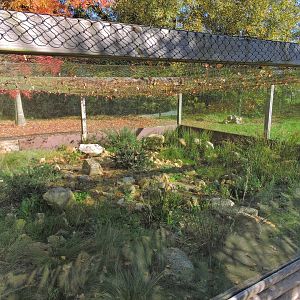 Red tegu outdoor exhibit [2015]