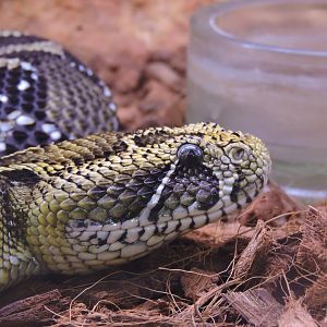 Ethiopian mountain adder [2015]