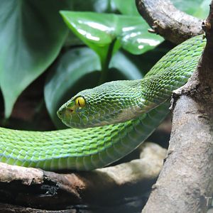 White-lipped pit viper [2015]
