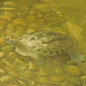 Painted terrapin [2015]