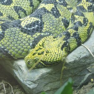 Ethiopian mountain adder [2015]