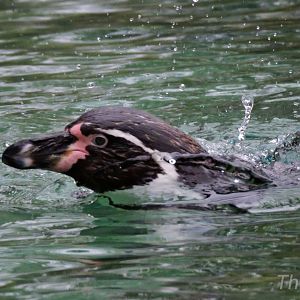 Humboldt penguin [2015]