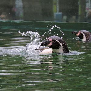 Humboldt penguin [2015]