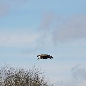 Vulture - Flightshow [2015]