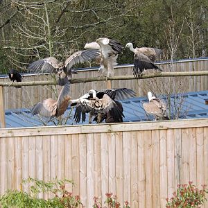 Vultures - Flightshow [2015]