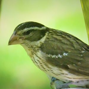 Rose-breasted Grosbeak