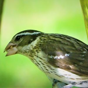 Rose-breasted Grosbeak