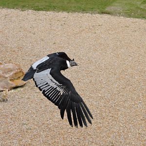 Andean condor - Flightshow [2015]