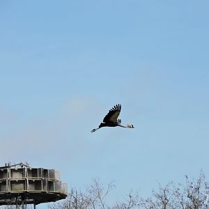 Grey crowned crane - Flightshow [2015]