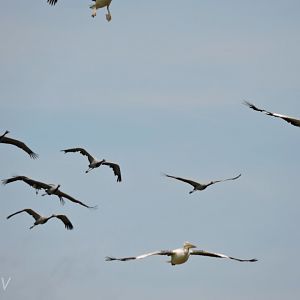 Cranes and pelicans - Flightshow [2015]