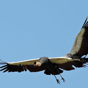 Black crowned crane - Flightshow [2015]