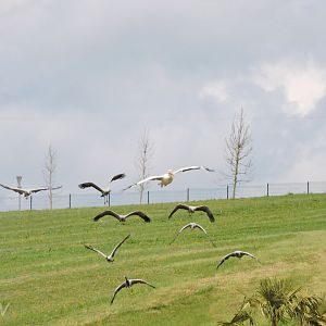 Cranes and pelicans - Flightshow [2015]