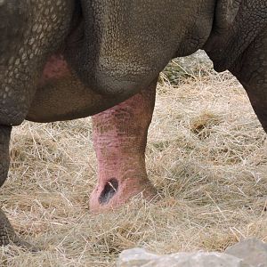 Detail of a rhino's leg [2015]