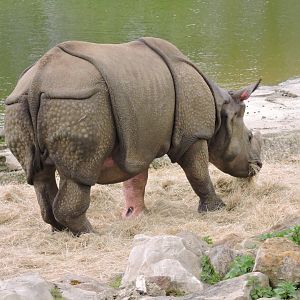 Indian rhinoceros [2015]