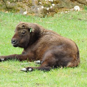 Mishmi takin [2015]