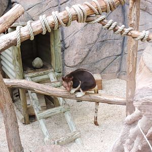 Goodfellow's tree-kangaroo [2015]