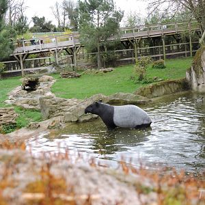 Malayan tapir exhibit [2015]