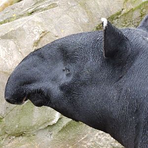 Malayan tapir [2015]
