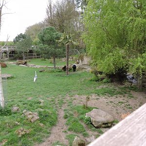 Malayan tapir exhibit [2015]