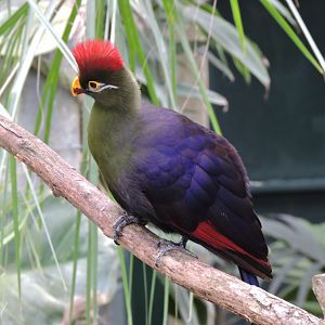 Hybrid turaco [2015]