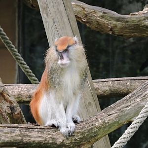 Patas monkey [2015]