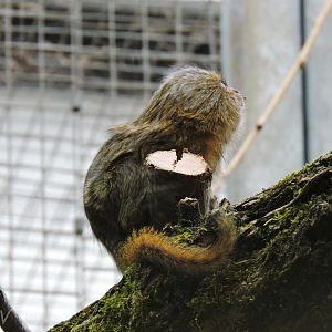 Western pygmy marmoset [2015]