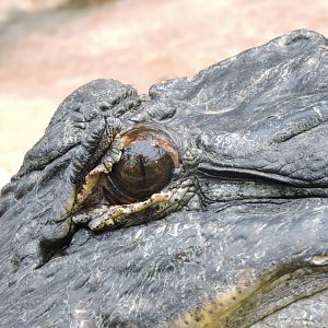 American alligator [2015]