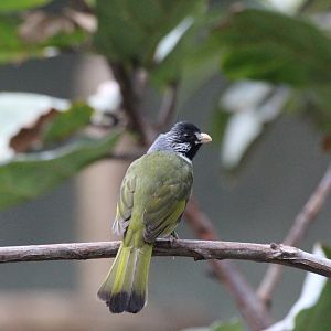 Collared Finchbill
