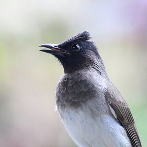 Common Bulbul