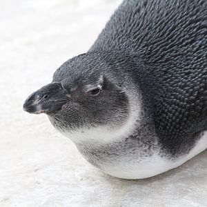 African Penguin
