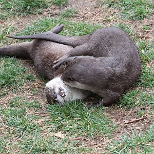 Asian Small-clawed Otter