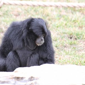 Siamang