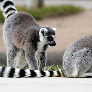 Ring-tailed Lemur