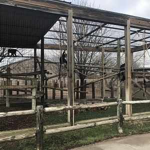 Javan Langur Exhibit