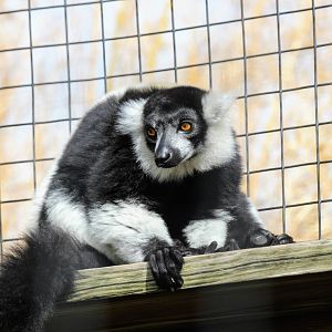 Black-and-White Ruffed Lemur