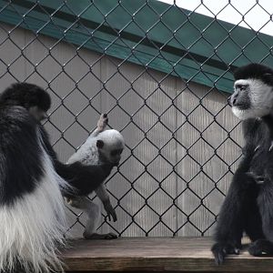 Eastern Black-and-white Colobus